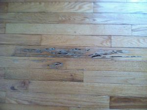 Wood Termite Damage Be Covered By My Home Insurance
